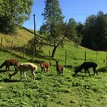 Alpaka-hof Landinger